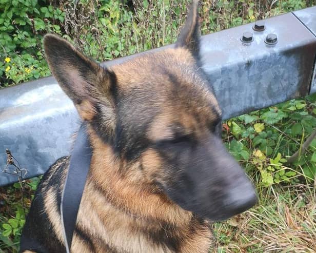 A lost German Shepherd has been found on the M1.