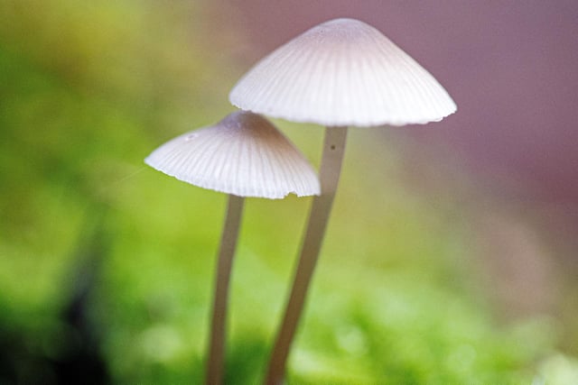 A quirky shot of some fungi spotted by Aimi Bryan during a recent walk in Laughton Woods.