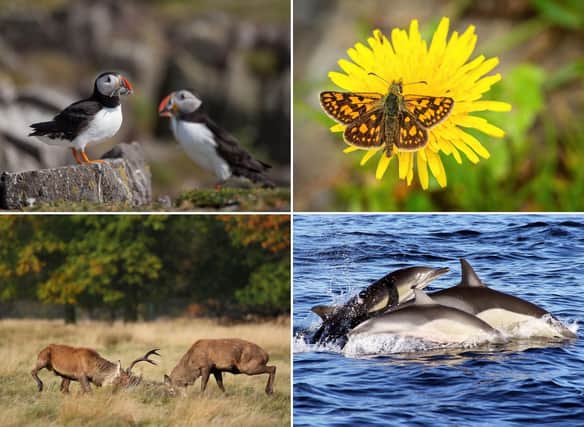 These are some of Scotland's most incredible wildlife spectacles that you can see this year.