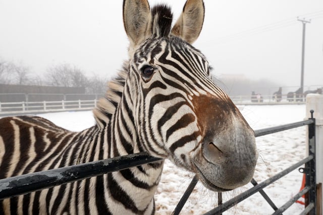 Zippy the Zebra, pictured. Picture: NDFP-02-02-21-EquineDreams 8-NMSY