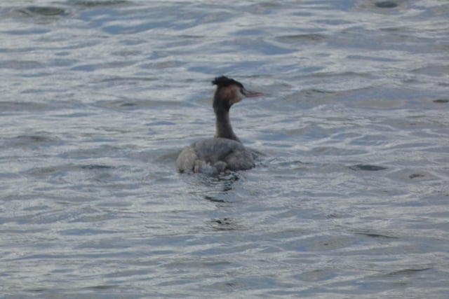 ​​Lynda Blackshaw spotted this great crested grebe out on the water at Sandhill Lake.