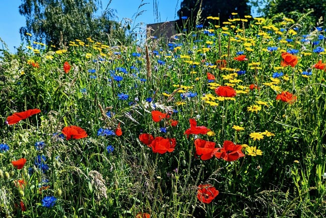 The Oasis Community Garden has won several awards over the years including the UK National Green Social Prescribing award for the best UK Project, Britian in Bloom 'It's Your Community' award for several years and Cultivation Street Award for 'Gardens for health and wellbeing'