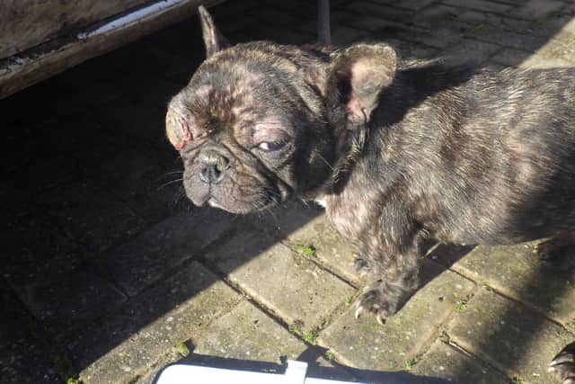 French bulldog Lola's eyeball was so badly infected it was damaged beyond repair