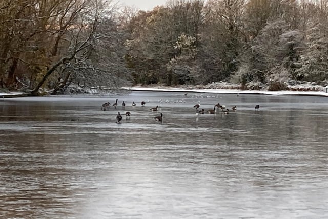 Geese on frozen Walton Dam, Chesterfield.