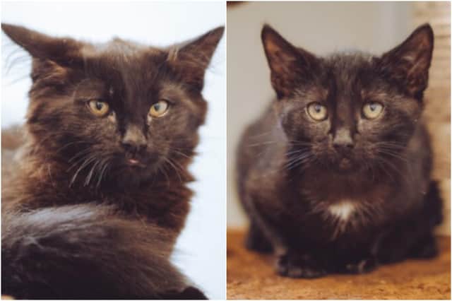 Benny and Bjorn are among the litter of five kittens looking for new homes at Chesterfield RSPCA animal care centre.