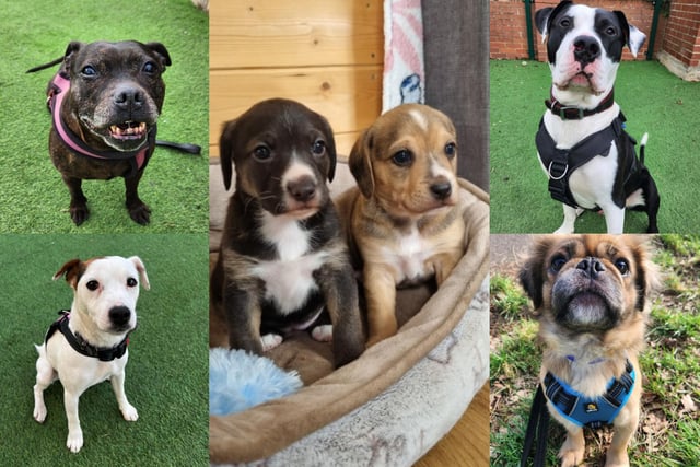 Can you offer one of these beautiful dogs a new home?