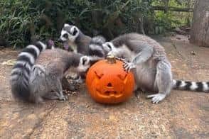 Halloween trick or treat fun for the lemurs at the Tropical Butterfly House