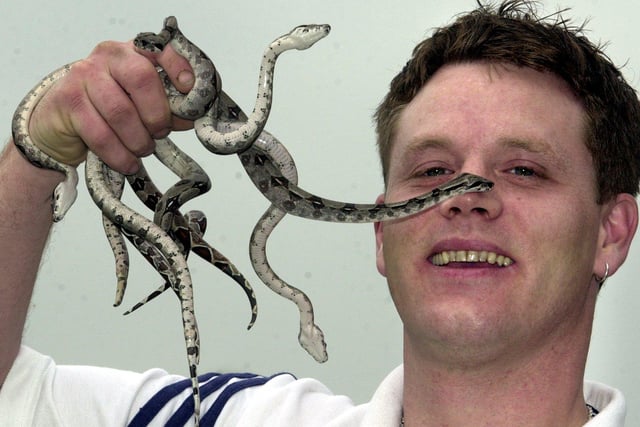 Andy Smith of Sutton Cum Lound near Retford with 5 of his 21 baby boa constrictor snakes. May 8, 2002.