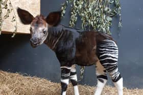 Rare baby okapi, named Mzimu, was born on October 30 2021.