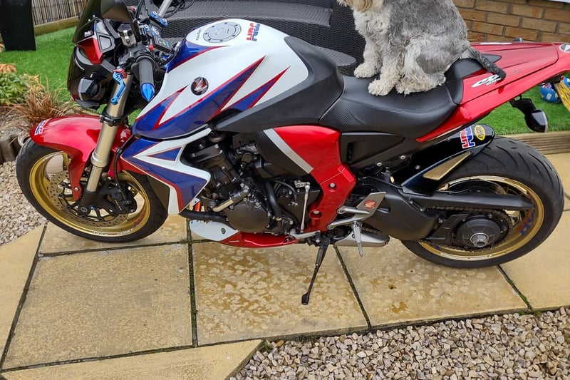 Derek Lula's dog looks ready for a motorcycle ride in this picture.