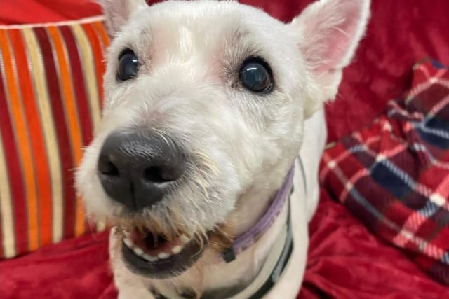 This is Coco, a nine-year-old Westie. She is such a sweet girl and looking for a home where she is the only dog and no other pets. She can have doggy walking friends. Being nine-years-old, she does have a touch of Arthritis and is on medication. She loves going for walks in the woods and taking in all the smells. She can live with children over seven.