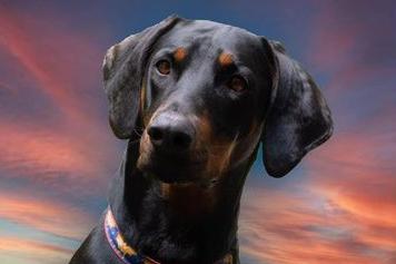Kathryn Atkin: We lost our rescued Dobermann in May and have just adopted the lovely Liesl