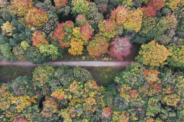 Bolsover District to celebrate National Tree Week