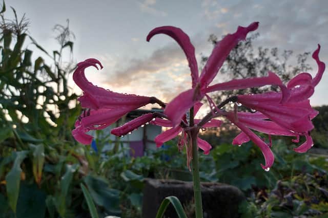 A wonderful shot taken and sent in by Brinsley’s Andy Eyre shows Guernsey lilies after the rain.