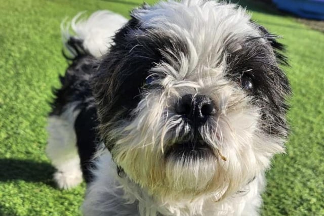 Meet Tilly, a seven-year-old female Shih Tzu. Tilly is a very sweet little lady who has been shy since arriving at the sanctuary. She is a pampered pooch. Tilly would be best suited to a home with a quieter environment - no young children. Tilly has not been socialised with dogs very much so is looking to be the only pet in the home. She will require a secure private garden for pottering.