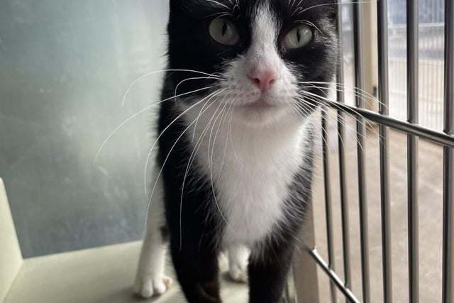 Princess still thinks she is a kitten. Princess is a lovely little cat who loves a fuss and is very playful! Princess could live with children or another cat in her new home as she has done previously.