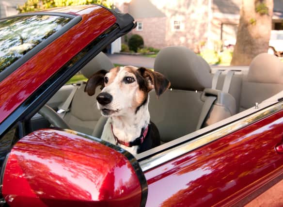 Time to a dog-friendly road trip for you and your four legged pal?