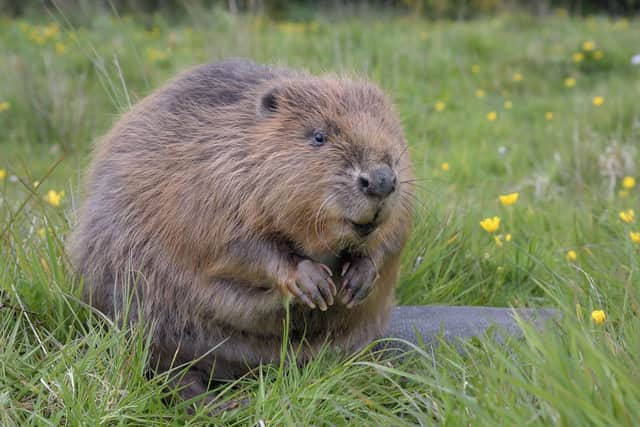Nottinghamshire Wildlife Trust is one step closer to bringing beavers back to the county for the first time in 400 years.