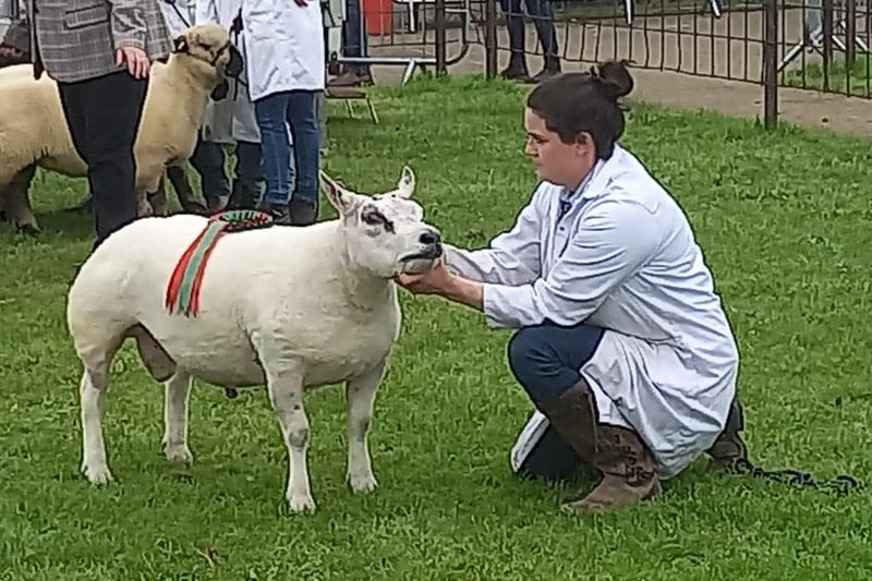 There was also a sheep show