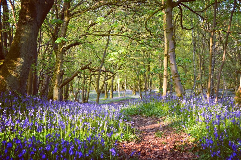 Debbie Neilson took this beautiful picture of bluebells in Haining Wood.