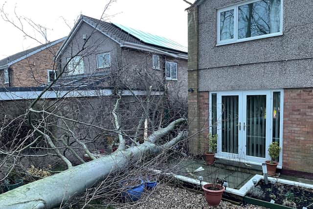 Huge tree falls into a garden during Storm Eunice causing extensive damage to property