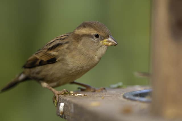 The house sparrow was the most spotted bird in last year's Big Garden Birdwatch. Photo: Ray Kennedy (rspb-images.com)