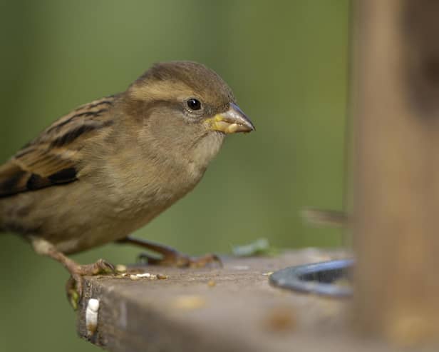 The house sparrow was the most spotted bird in last year's Big Garden Birdwatch. Photo: Ray Kennedy (rspb-images.com)