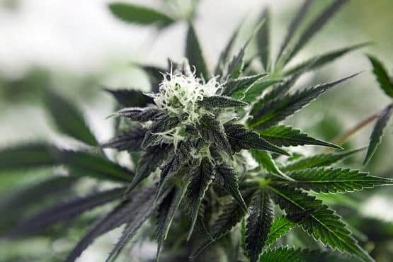 Police in Worksop have broken up two cannabis growing operations. Photo: Nottinghamshire Police
