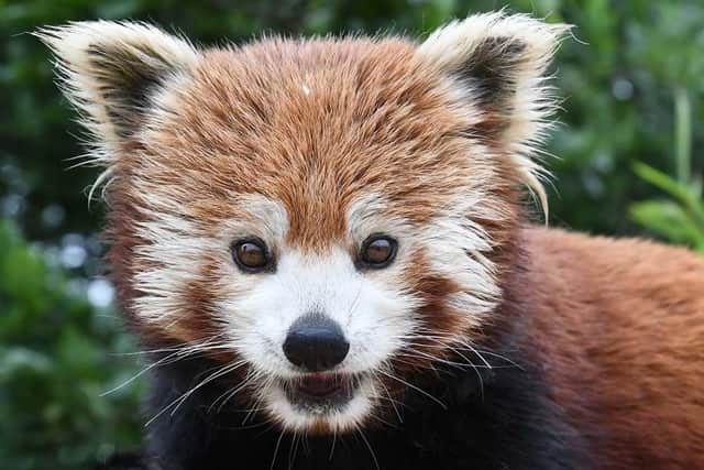Yorkshire Wildlife Park, Doncaster, has more than 35 animals to see, from red pandas to rhinos.