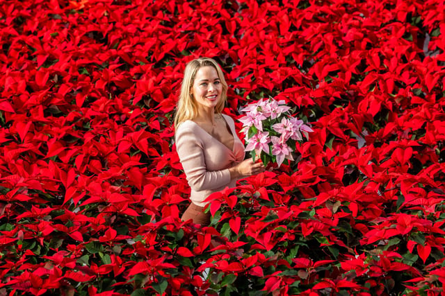 Darfoulds Nursery has home-grown thousands of poinsettias.