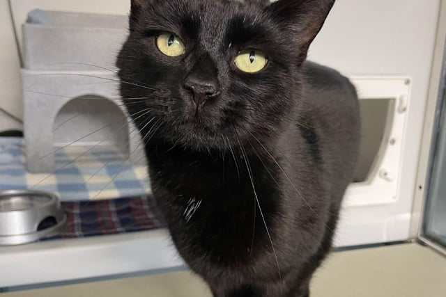 This friendly boy was found as a stray, but now he's looking for a new owner to take care of him. Little is known about his past, however, staff at the centre feel he could live with older children due to him being a confident and fussy boy.
