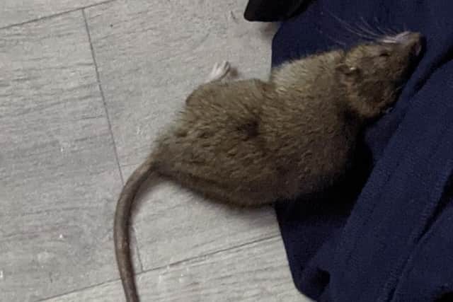 A large rat was killed after biting a woman's foot while she made herself a drink in her rented property in Harworth. Picture: Michael Wheelhouse