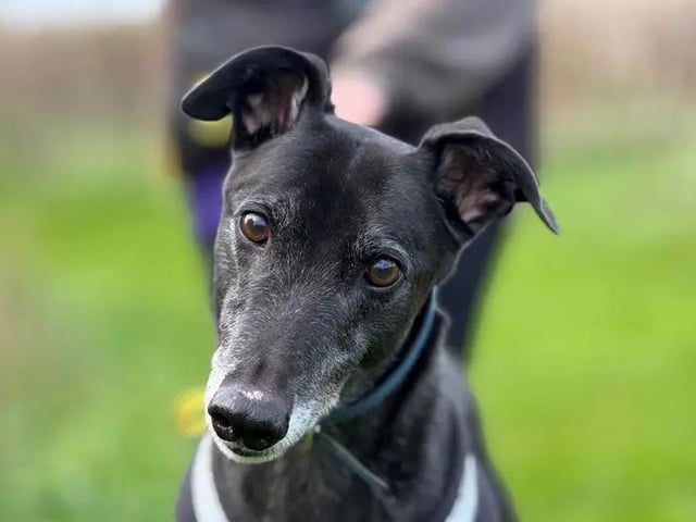 This sweet, sensitive soul is ready to find a patient home to help him build his confidence and work through his worries. Once he feels safe and comfortable, this energetic boy loves to show off his playful side, though he's just as happy snoozing away on a cozy bed with his family. Gavin is looking for an adult-only home where he can be the only pet to soak up all your attention. While he has the potential to be left alone for up to six hours, you'll want to build this up gradually once he has settled in.
