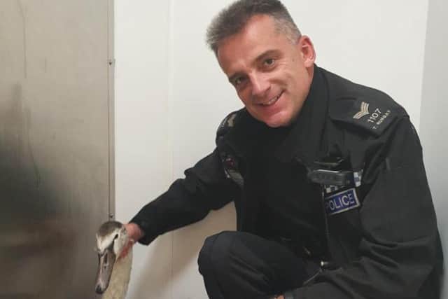 Sergeant Tony Rungay with the swan he rescued from the A1 at Blyth.