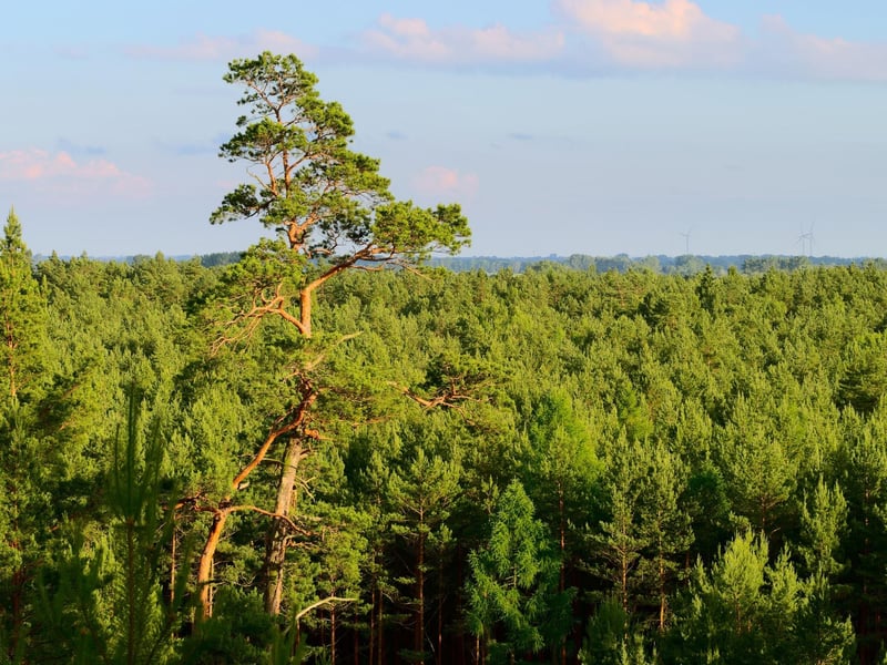 The Caledonian Forest used to cover the majority of Scotland but there are still sections to enjoy today - with majestic Scots Pines descended from trees that grew in around 7000BC. There are 35 remnants of the ancient forest you can visit today, with the most beautiful contained within the Cairngorms National Park. Visit Abernethy for the largest section, with the chance to see a wealth of birdlife including capercaillie, Scottish crossbills, crested tits, ospreys and goldeneyes.