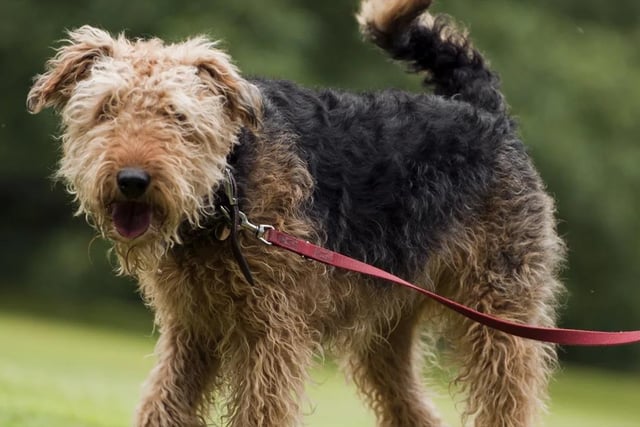 Anyone with a pet pooch is invited to join a free, weekly dog-walking social at Clumber Park every Wednesday (10 am). Go along to explore the park, meet new friends and enjoy a cuppa and a bite to eat in the park's dog-friendly cafe afterwards. The walks start from Central Bark, which is between the walled kitchen garden and the cricket ground.