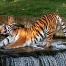 One of the tigers keeping cool