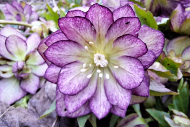 ​A delightful offering from regular contributor Andy Eyre shows a beautiful hellebore.