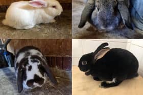 Thornberry Animal Sanctuary has appealed for donations to help it house a huge influx of unwanted rabbits, which the charity says has left it at 'breaking point'