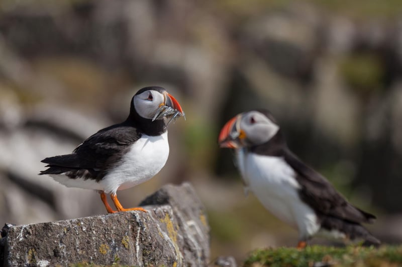Puffins are one of Scotland's most charismatic birds, but you're unlikey to ever see them on the mainland. The easiest way to see thousands of the colourful 'clowns of the sea' is to hop on the May Princess on a sailing from Anstruther to the Island of May. It sails from April-September, leaving you on the island for around three hours. The puffins are in residence from April to August.