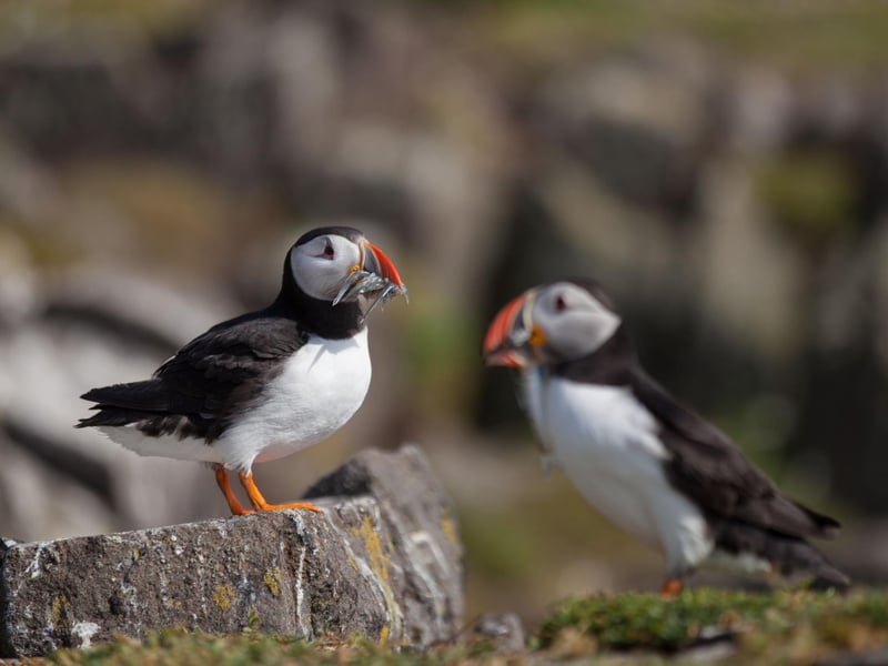 Puffins are one of Scotland's most charismatic birds, but you're unlikey to ever see them on the mainland. The easiest way to see thousands of the colourful 'clowns of the sea' is to hop on the May Princess on a sailing from Anstruther to the Island of May. It sails from April-September, leaving you on the island for around three hours. The puffins are in residence from April to August.