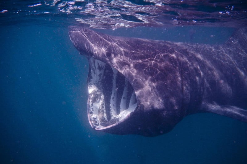 The second-largest fish in the world (after the whale shark), the enormous basking shark can grow up to over eight metres in length and is a frequent visitor to Scottish waters. The best place to spot them is off the west coast of the Isle of Lewis during July and August, where they can gather in relatively large numbers, feeding on plankton close to the surface.