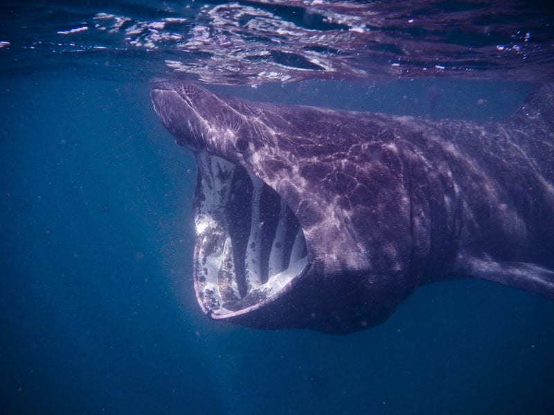 The second-largest fish in the world (after the whale shark), the enormous basking shark can grow up to over eight metres in length and is a frequent visitor to Scottish waters. The best place to spot them is off the west coast of the Isle of Lewis during July and August, where they can gather in relatively large numbers, feeding on plankton close to the surface.