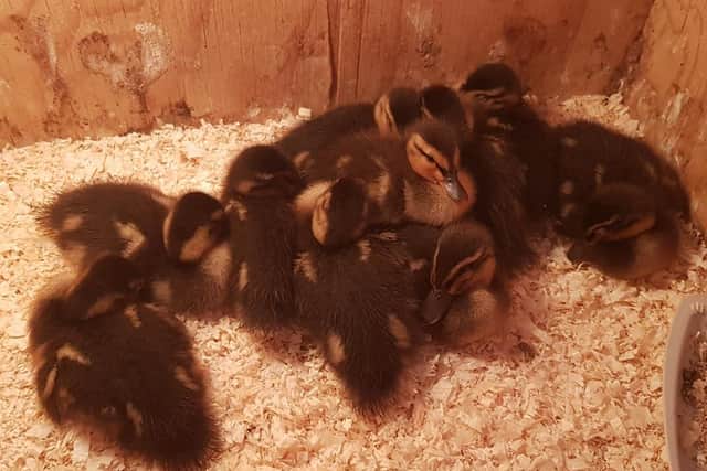 The orphaned ducklings