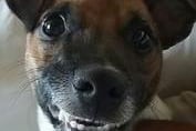 Sam Scholey: Midge the Plummer terrier, smiling even on a Monday morning