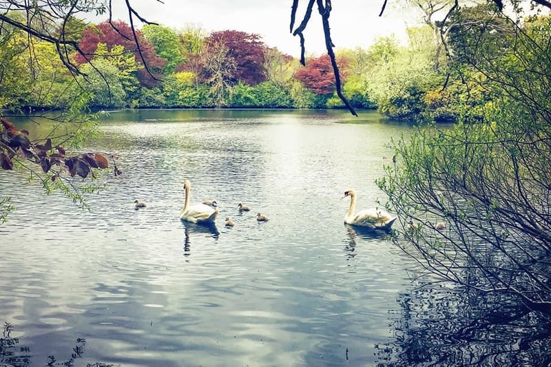 This picture of the swans in Beveridge Park was captured by Grant Fraser King.