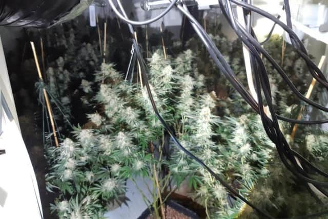 Officers seized 169 cannabis plants from inside the property on Sime Street, Worksop.