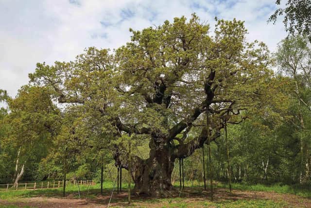 The magnificent Major Oak tree, said to be up to 1,000 years old, at Sherwood Forest.