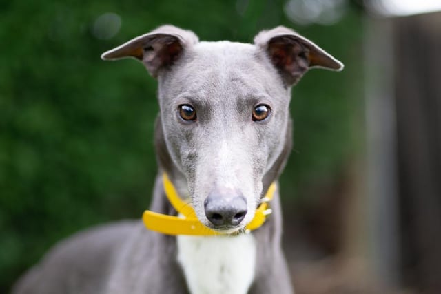 Danny is a simply stunning blue hound. He can be quite excitable and is a big, strong dog, but he is extremely cuddly and always very pleased to see you. He is looking for a home where he will get taken on frequent 'adventures' and given a lot of love.