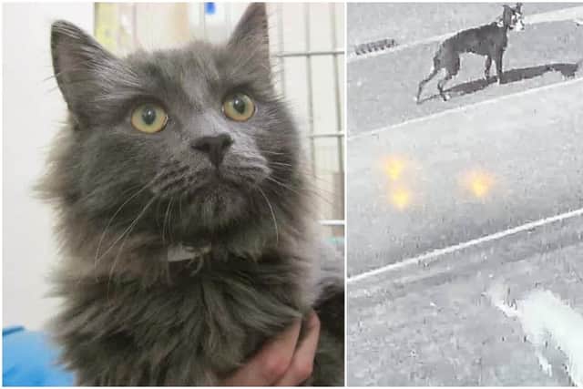 (Left) 10-year-old rescue moggie Diesel is believed to have been killed in a 'lamping' attack (Right) CCTV footage of the two dogs believed to have been involved.